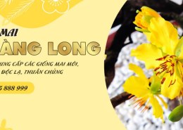 Định Nghĩa Về Cây Mai Nhị Ngọc Toàn